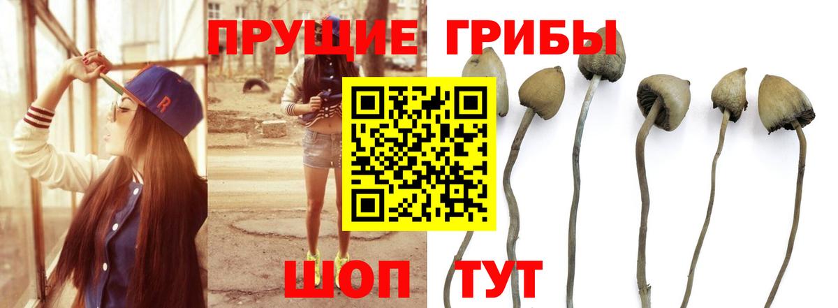 Галлюциногенные грибы Cubensis Приморско-Ахтарск